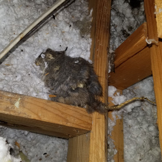 Rodents In Attic